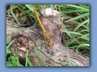 Common Darter female Hetton Park. 16th July 2023.jpg